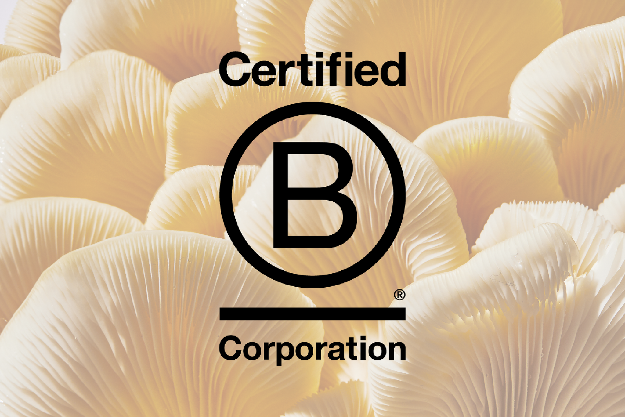 certified b corp text against a background of yellow oyster mushrooms