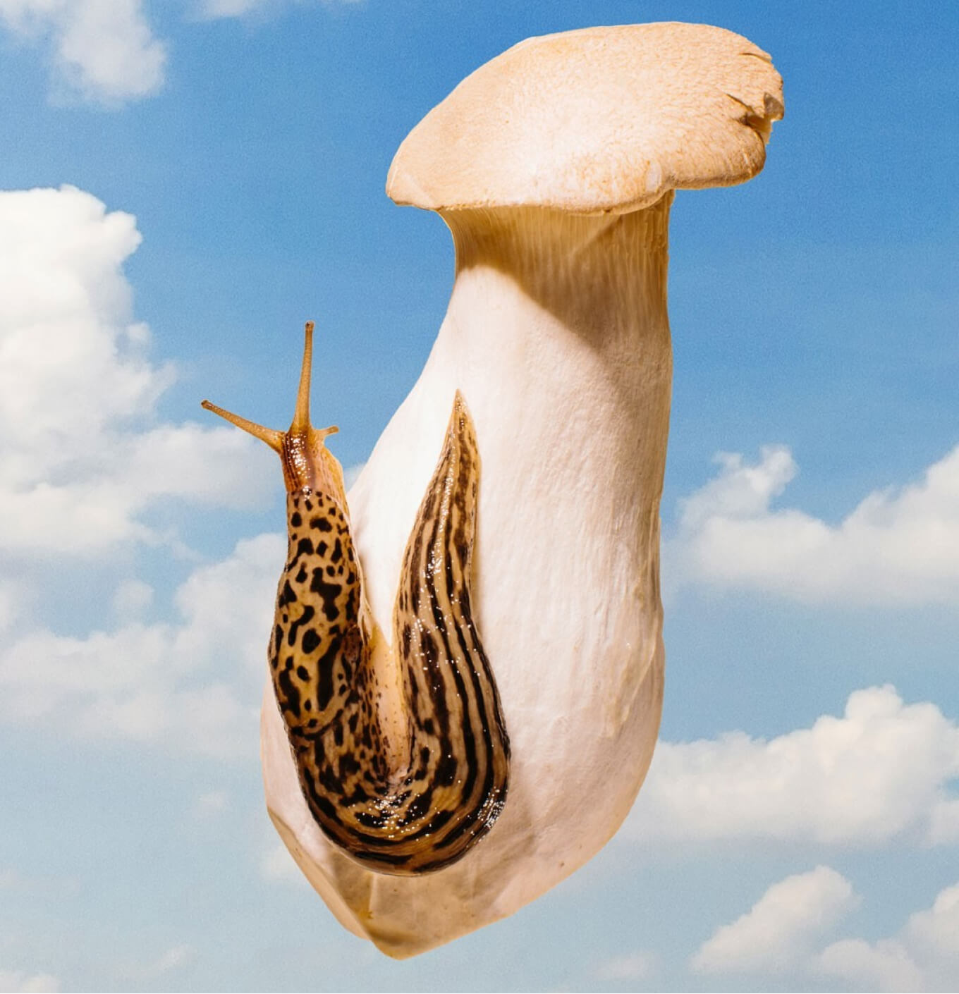 trumpet mushroom with a slug against a blue sky background (photo)